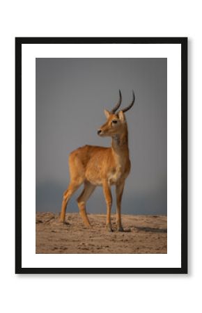 Male puku stands on beach turning head