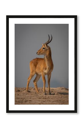 Male puku turns head standing on sand