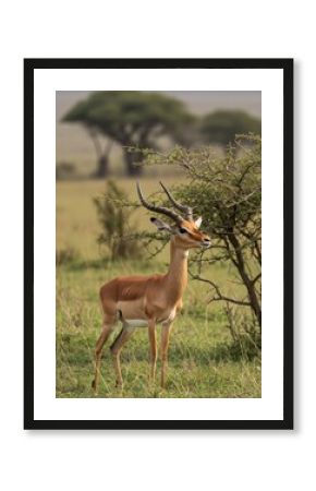 Close-up of an impala in the Serengeti, highlighting its graceful features and soft gaze. A perfect capture of Africa’s elegant antelope in the wild.