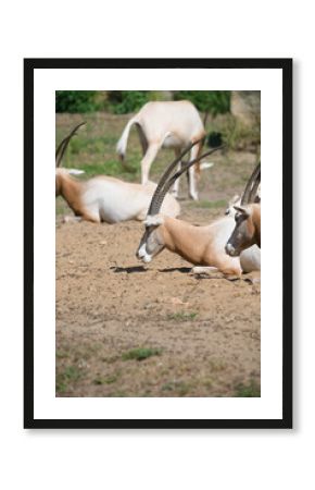 Scimitar Horned Oryx Resting on Ground