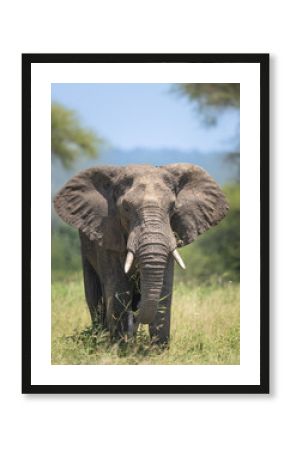 African elephant eating and walking in Africa