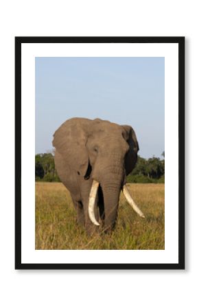 A closeup of a majestic African elephant in Savannah, Masai Mara, Kenya