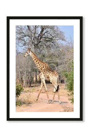 giraffe in the wild