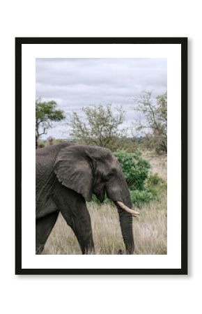 Happy smiling elephant walking in wild nature