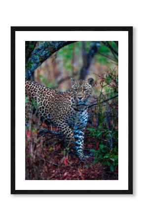Leopard on safari