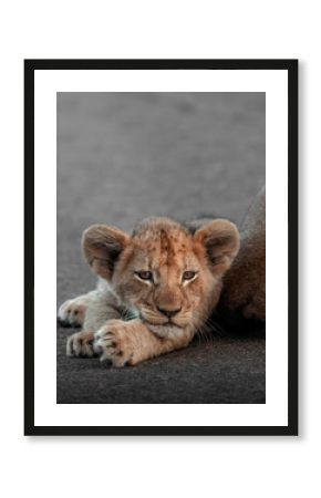 Lion cub resting peacefully on the road in Africa