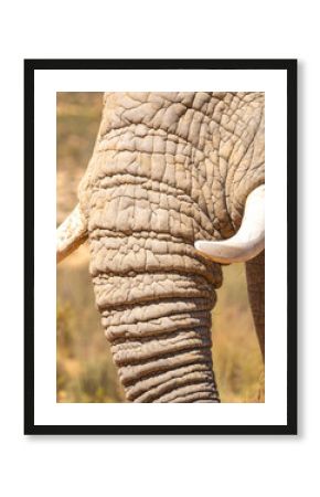 Close-Up of an African Elephant's Wrinkled Trunk and Tusks