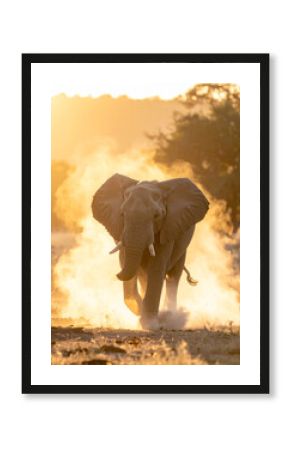 Elephants bathed in the soft golden sunlight