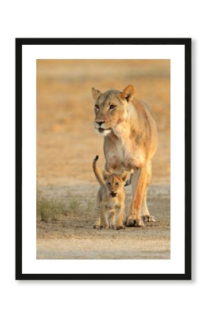 A lioness with small cub (Panthera leo) in early morning light, Kalahari desert, South Africa.