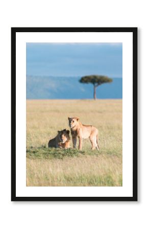 Masai Mara Lion on a safari in Africa
