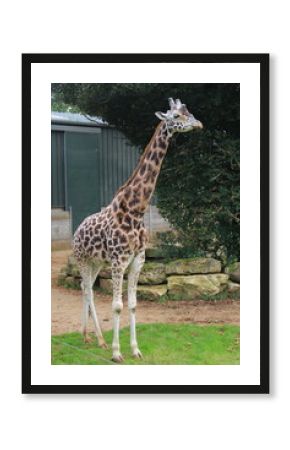 giraffe in the zoo