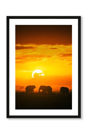 elephants at sunset