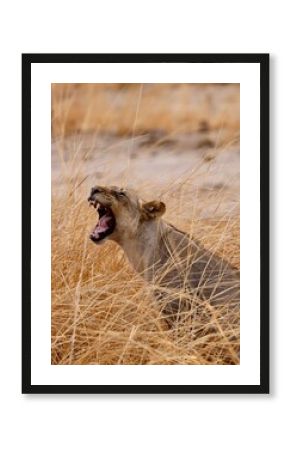 Yawing lion in the savannah