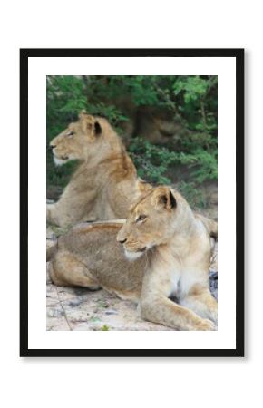 Lionnes en safari