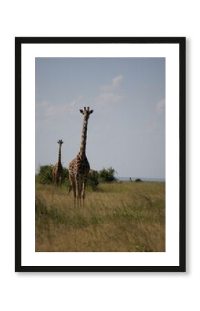 giraffe in the savannah looking to the camera 