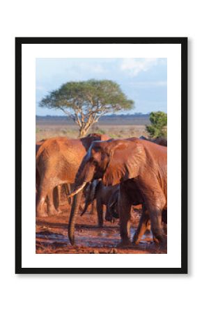 Elephants of an African safari
