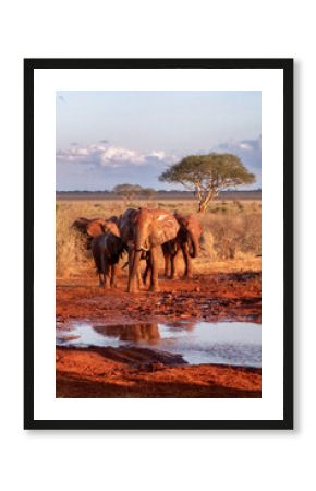 Elephants of an African safari
