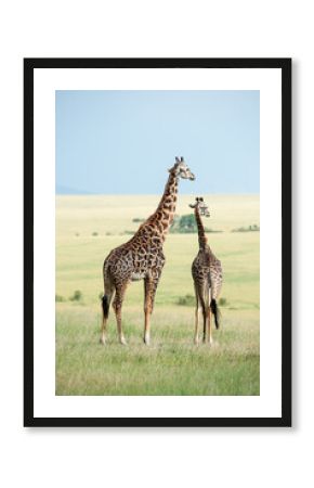 giraffe in the serengeti
