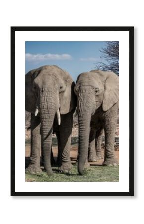elephants in the wild