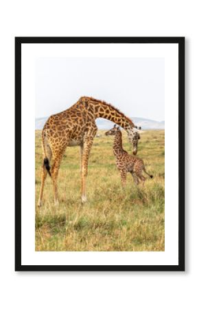 Female Giraffe Cleaning Newborn