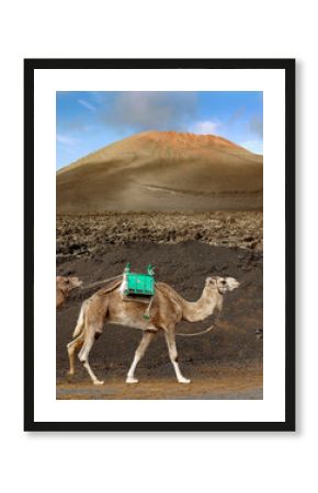 Camel safari in Lanzarote, Canary Islands, Spain