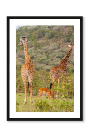 Giraffes beautifying the Serengeti Park, in Tanzania