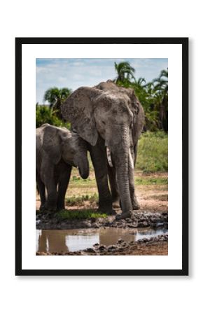 Une mère éléphant et son bébé face à une mare de boue pour y prendre un bain, Serengeti, Tanzanie