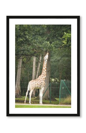 The giraffe walking around its enclosure on safari. Free-roaming animals in the safari park.  