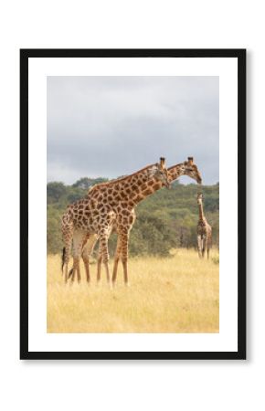 Three giraffes, Giraffa camelopardalis, standing together.