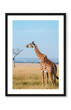 giraffe chewing on vegetation in Serengeti, Tanzania. 
