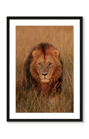 lion in the grass facing camera in Serengeti, Tanzania. 