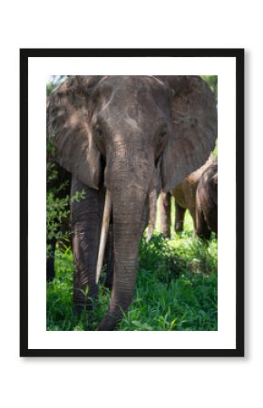 Large Elephant Family in Tarangire National Park, Tanzania