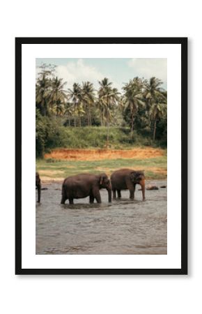 Sri Lankan elephants in the water