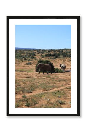 safari in africa
