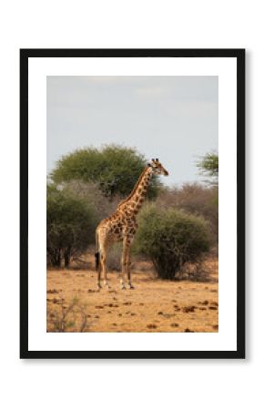 Giraffe Majesty: Majestic Animal in African Savannah, Wildlife Photography, Nature, Safari, Long Necked Animal.