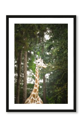 The giraffe walking around its enclosure on safari. Free-roaming animals in the safari park. 