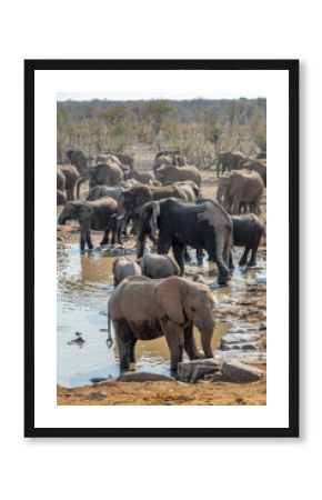 Large herd of elephants drinking at Halali waterhole in Etosha National Park, wildlife safari and game drive in Namibia, Africa