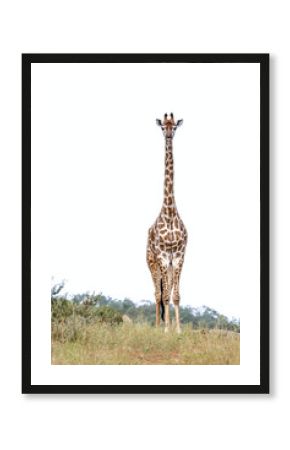 Giraffe isolated in white background in Kruger National park, South Africa   Specie Giraffa camelopardalis family of Giraffidae