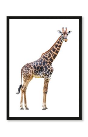 Isolated Majestic Giraffe Standing Tall with Patterned Coat
