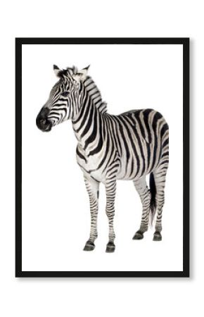 Full length view of a plains zebra standing against a transparent background
