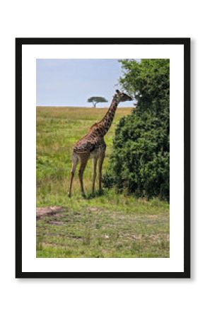 giraffe in the wild