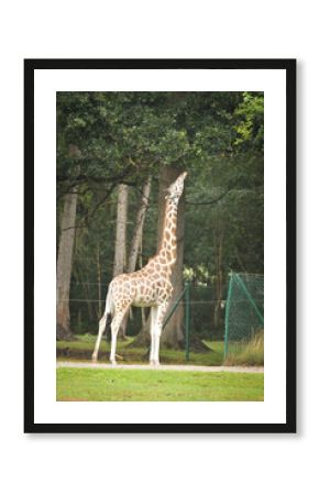 The giraffe walking around its enclosure on safari. Free-roaming animals in the safari park. 