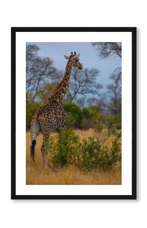 South Africa, giraffe