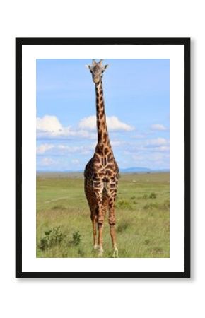 How tall is that giraffe?