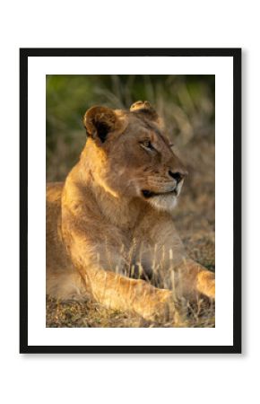 Close-up of female lion lying on grass