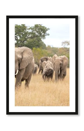 An elephant herd, Loxodonta africana, walking together.