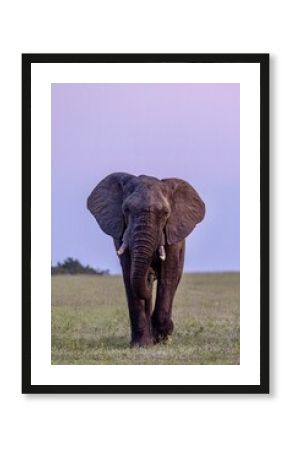 Elephant, Loxodonta africana, bull walking with ears spread wide, head on shot, at dusk.