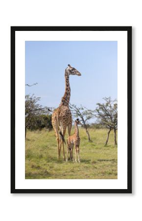 Day old giraffe calf and Mother