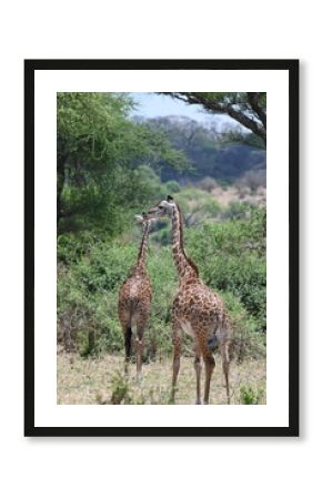 giraffe in the wild