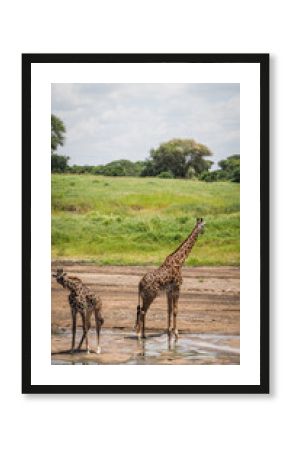 A giraffe seen in Tarangire National Park in Tanzania